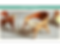 website homepage design